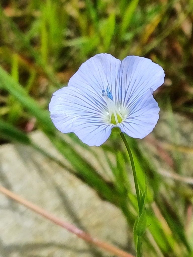Linum usitatissimum