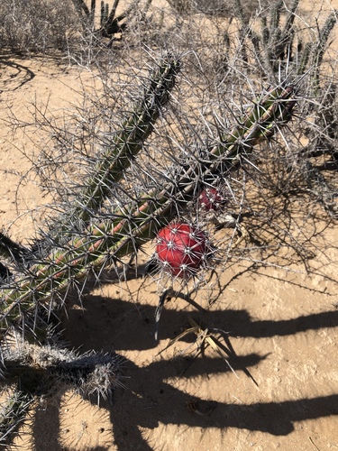 Galloping Cactus