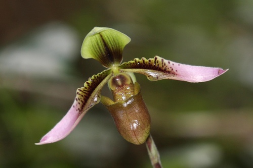 Appleton's Paphiopedilum (Paphiopedilum appletonianum)