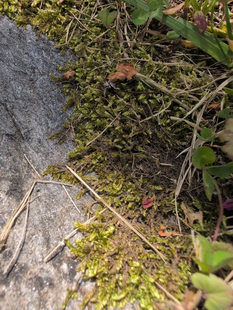 Bryophyta