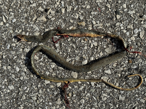 Caspian Whipsnake