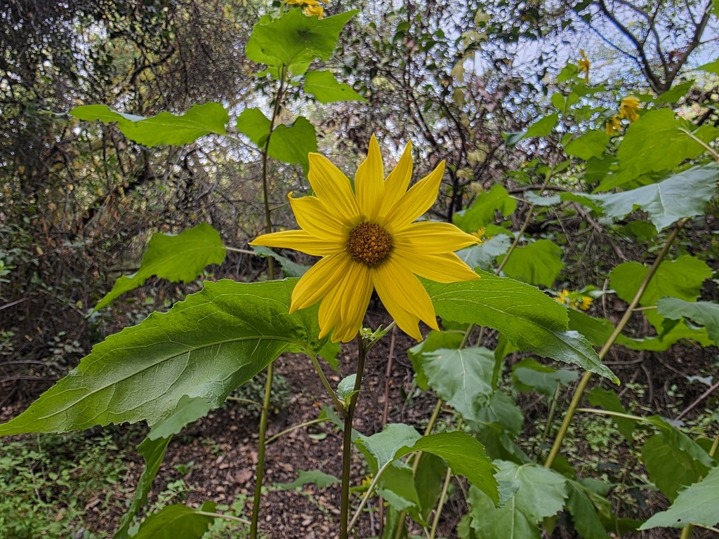 Helianthus