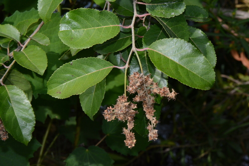 Zambezi Brown-Ironwood (Homalium abdessammadii)