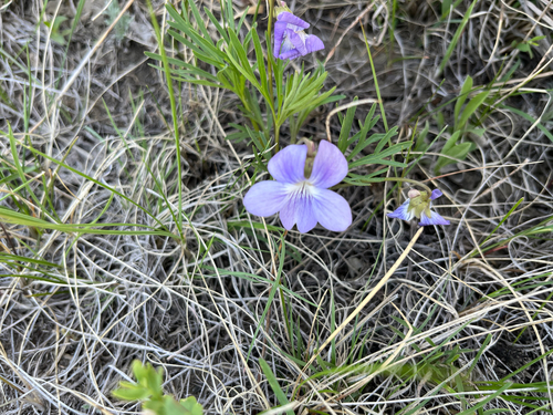 Prairie Violet