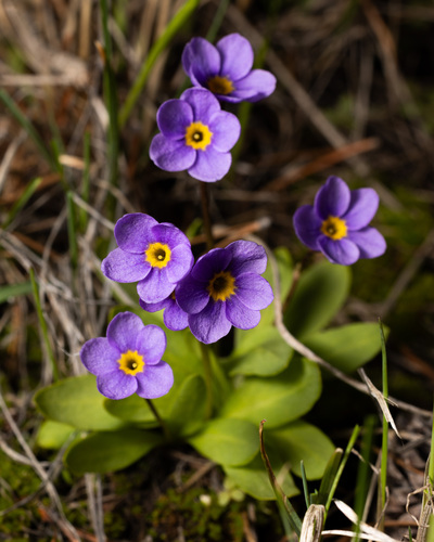 Primula cusickiana (A.Gray) A.Gray