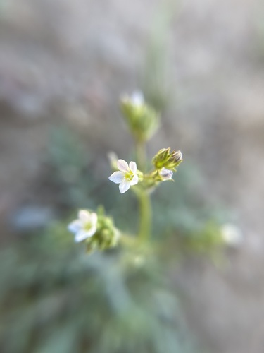 Tweedy's gila (Gilia tweedyi)