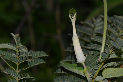Ceropegia bonafouxii