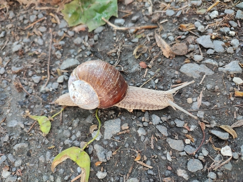 Helix pomatia