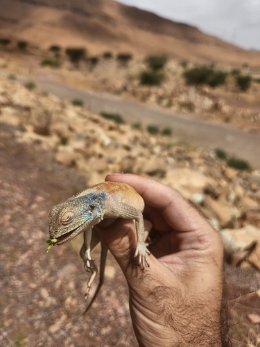 Bibron's Agama