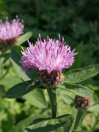 Subespecies Centaurea nigrescens transalpina · NaturaLista Mexico