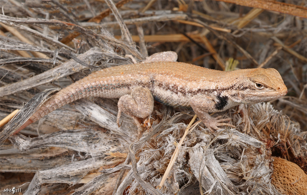 Dunes Sagebrush Lizard