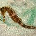 Observation photo