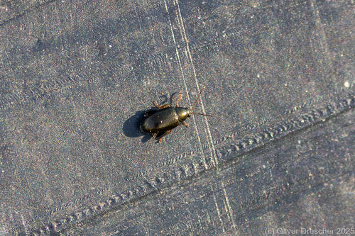 Psylliodes reitteri