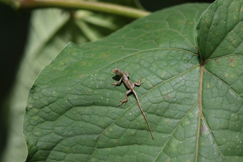Schiede's Anole