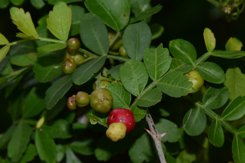 Harrisonia abyssinica