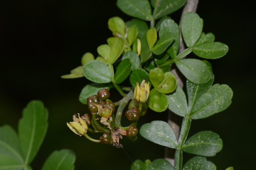 Harrisonia abyssinica