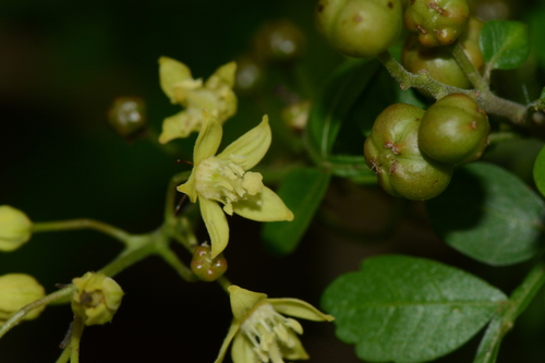 Harrisonia abyssinica