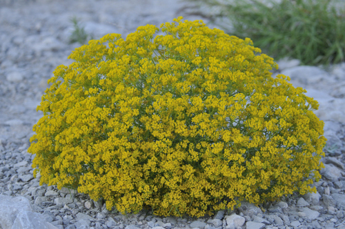 Broom Snakeweed