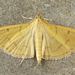 Alamo Moth - Photo (c) David Beadle, all rights reserved, uploaded by David Beadle