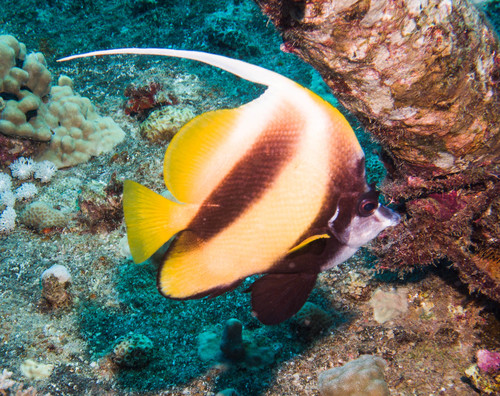 Red Sea Bannerfish