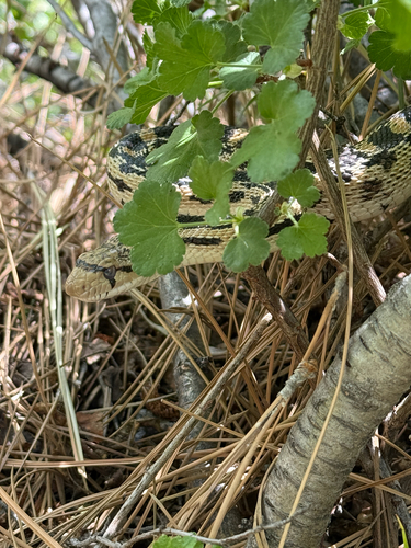 iNaturalist observation photo of Gopher Snake