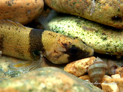Yoke Darter