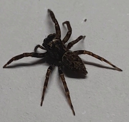 Coryphasia nigriventris