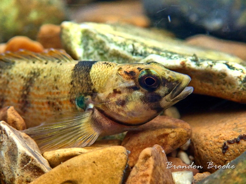 Yoke Darter