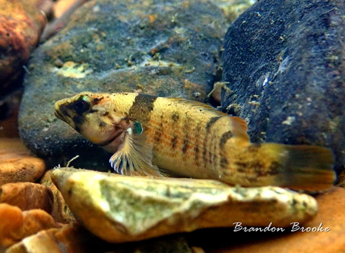 Yoke Darter