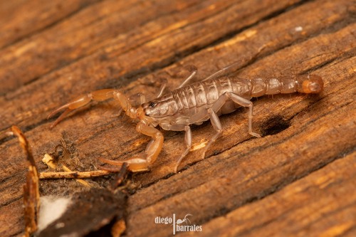 Franckeus nitidulus