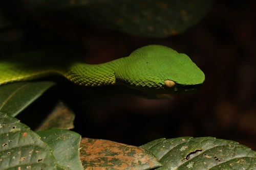 Vogel’s Pit Viper