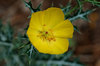 Mexican Prickly Poppy - Photo (c) Arnulfo Moreno-Valdez, all rights reserved, uploaded by Arnulfo Moreno-Valdez