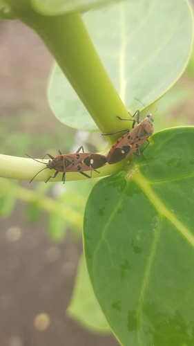 Indian Milkweed Bug