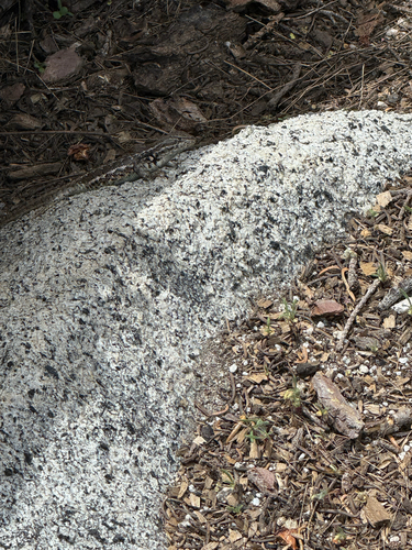 iNaturalist observation photo of Common Sagebrush Lizard