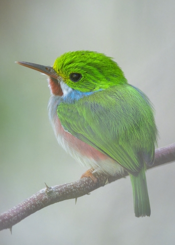 Cuban Tody
