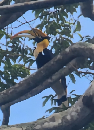 Great Hornbill