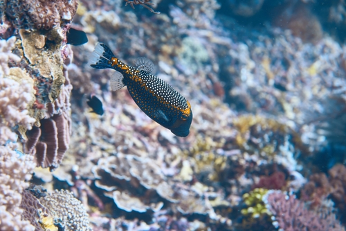 Spotted Boxfish — seen at this dive site