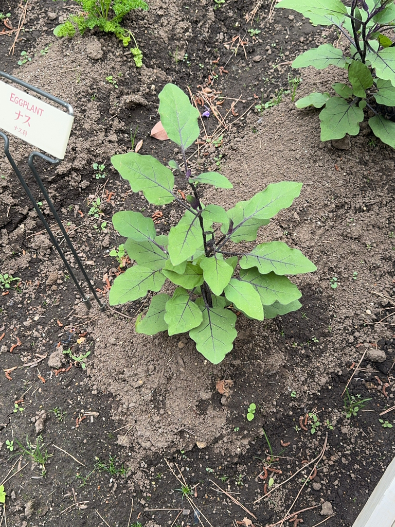 Solanum melongena