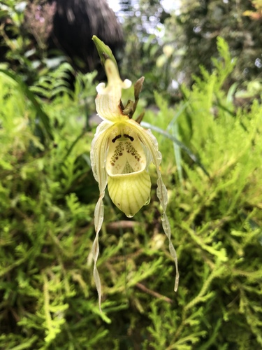 Phragmipedium