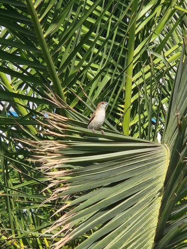 Indian Silverbill