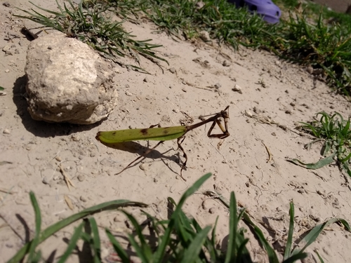 Pseudovates tolteca