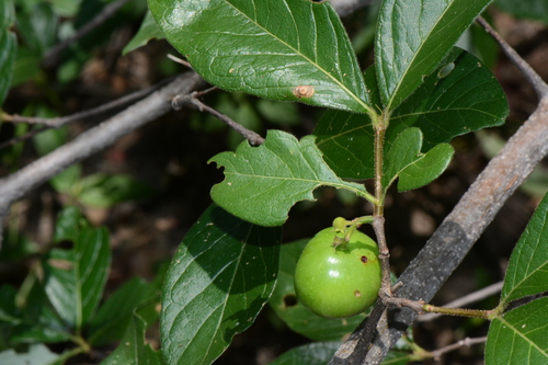 Vangueria proschii