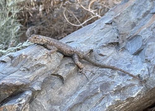 iNaturalist observation photo of Great Basin Fence Lizard