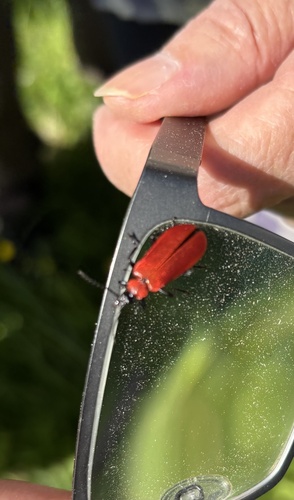 Black-headed Cardinal Beetle