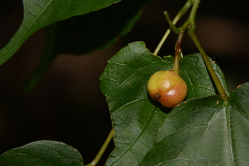 Croton longipedicellatus