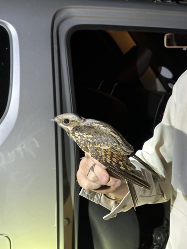 Rufous-cheeked Nightjar