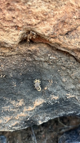 Common Lesser-Thicktail Scorpion