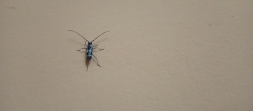 Elaphidion irroratum