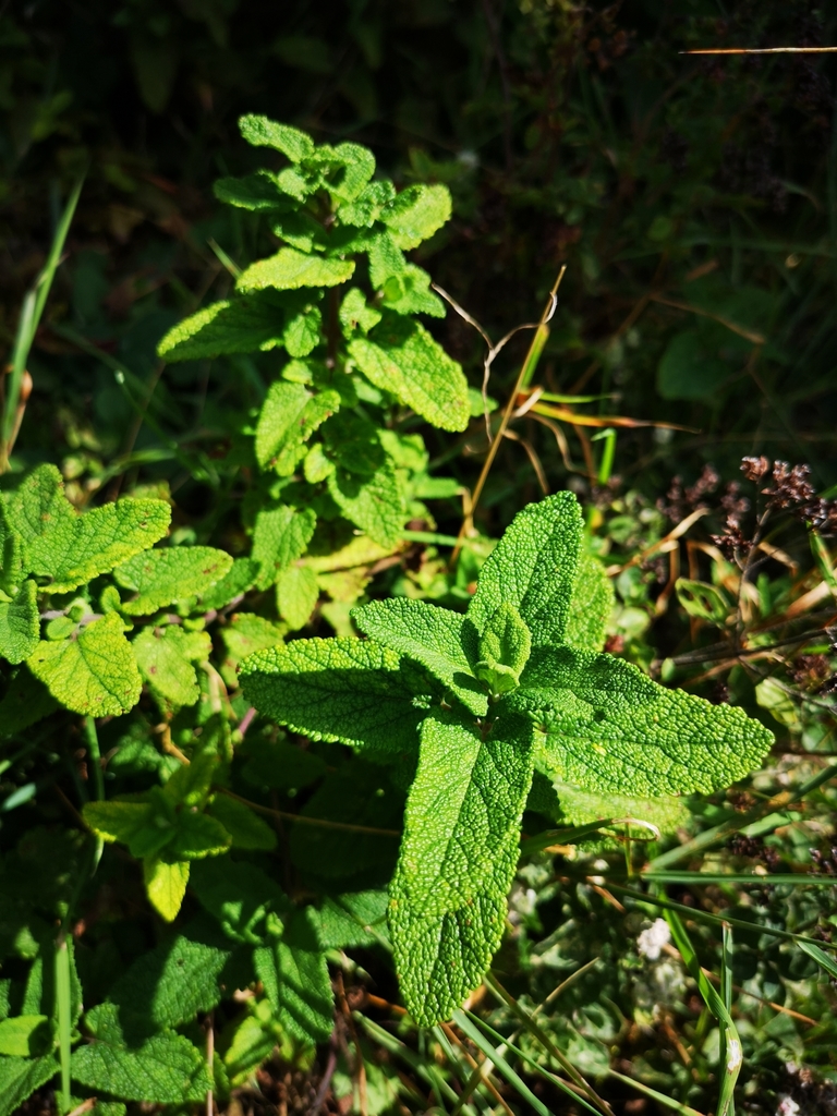 Apple Mint from Staffordshire, England, GB on September 13, 2019 at 02: ...