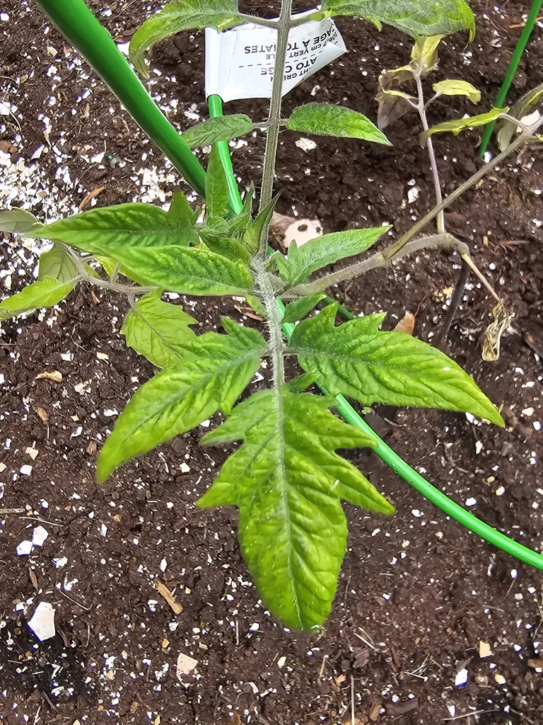 Solanum lycopersicum